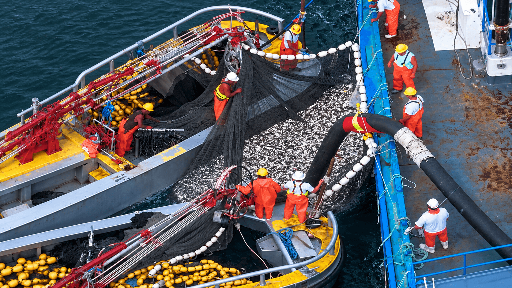 Industrial Fishing Fleets Threaten Ocean Food Chain